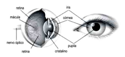 Anatomia do olho! Entenda como ele funciona